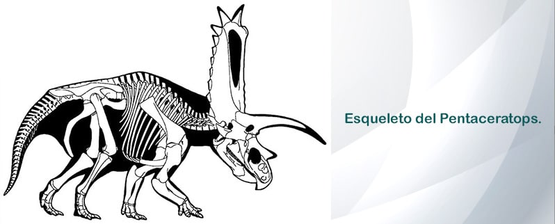 Pentaceratops Esqueleto