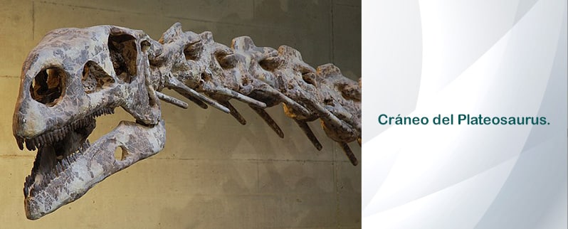 Plateosaurus Cráneo
