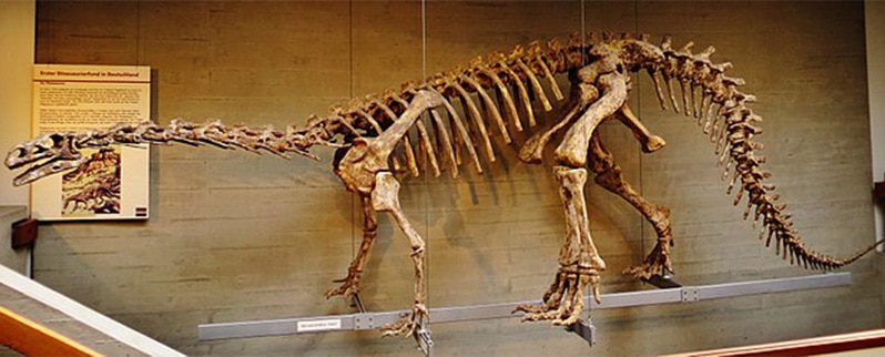 Plateosaurus Esqueleto