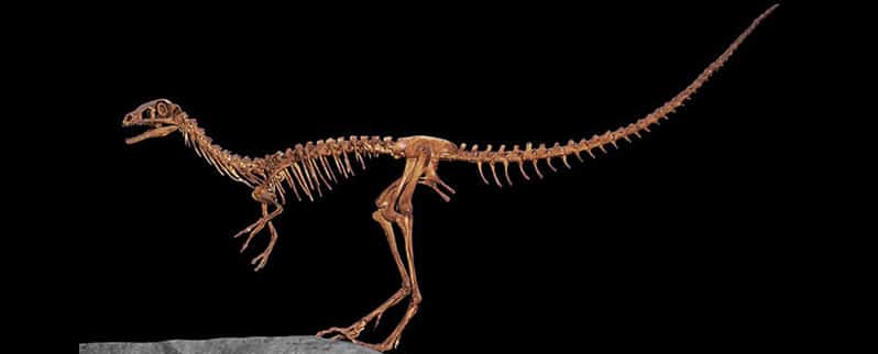 Procompsognathus Esqueleto