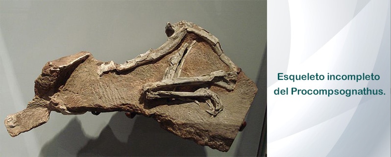 Procompsognathus Hallazgo