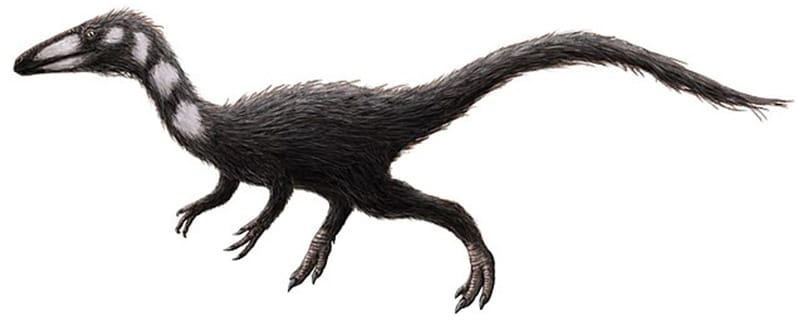 Procompsognathus