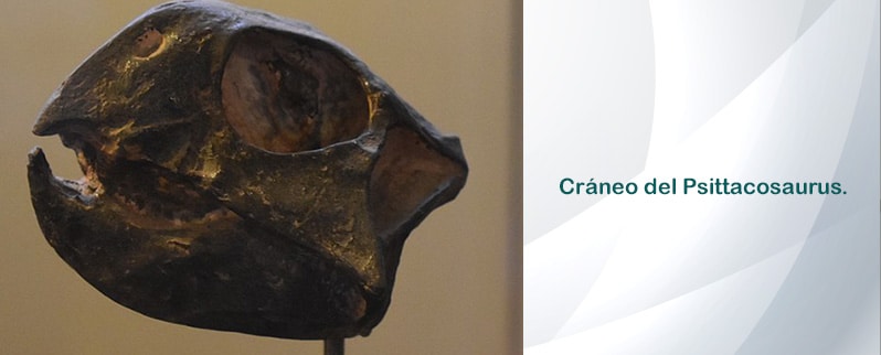 Psittacosaurus Cráneo