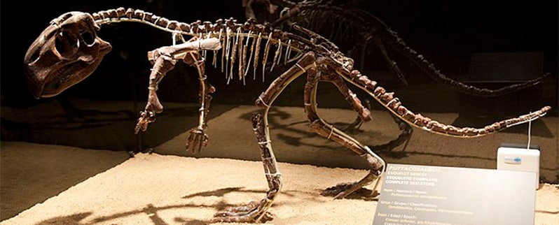 Psittacosaurus Esqueleto