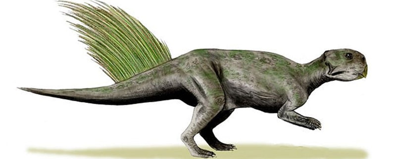 Psittacosaurus