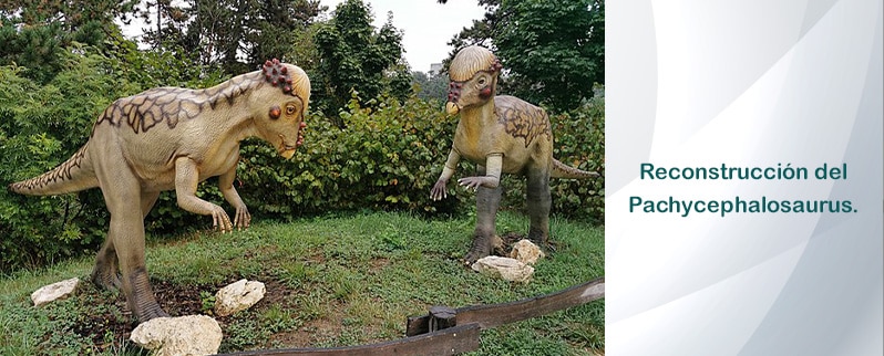 Reconstrucción Pachycephalosaurus