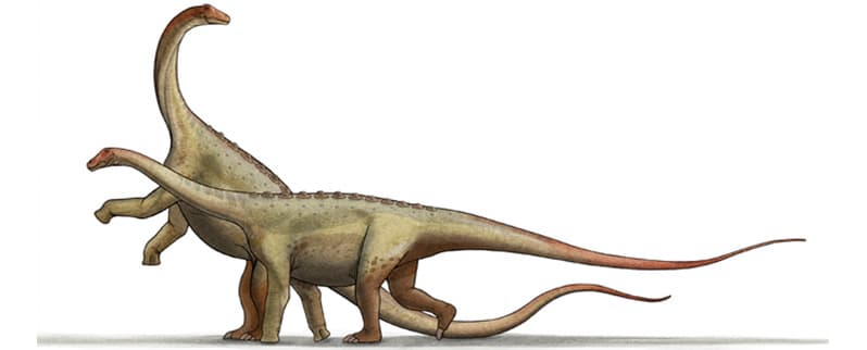 Saltasaurus