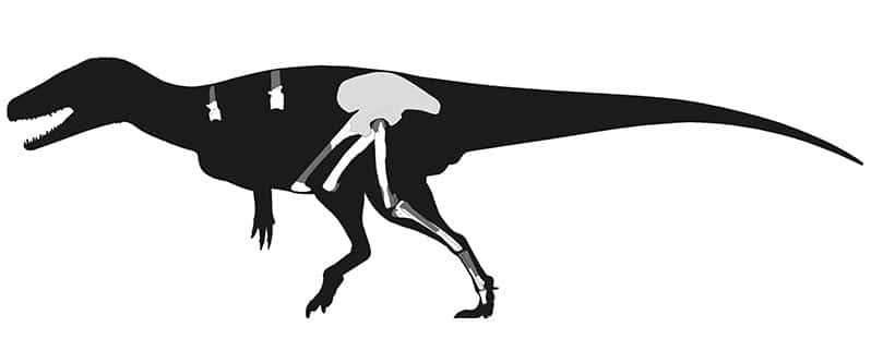 Sarcosaurus Esqueleto