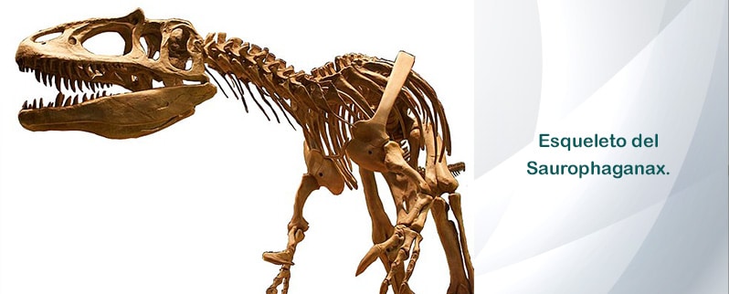 Saurophaganax Esqueleto