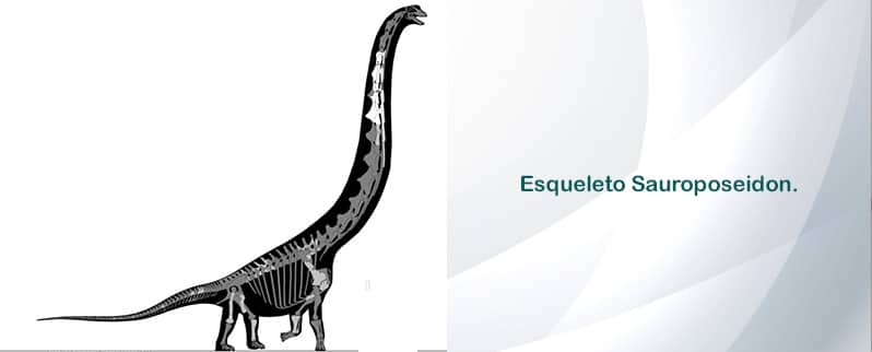 Sauroposeidon Esqueleto