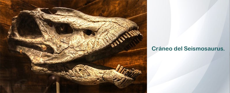 Seismosaurus Cráneo