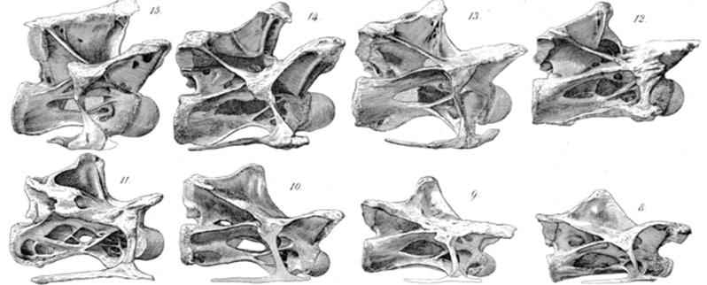 Seismosaurus Vértebras