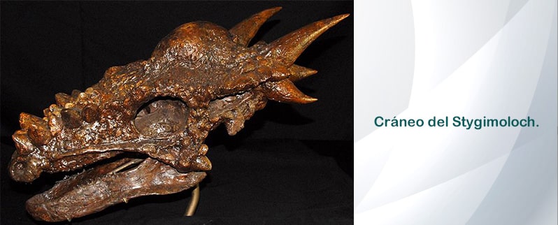 Stygimoloch Cráneo