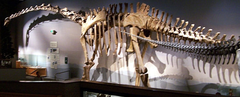 Supersaurus Esqueleto
