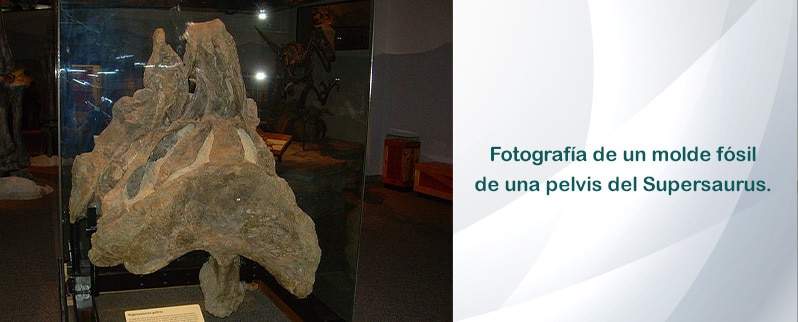 Supersaurus Pelvis