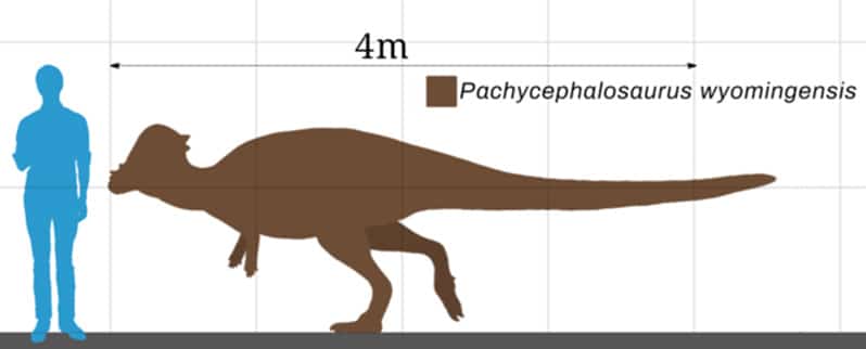 Tamaño Pachycephalosaurus