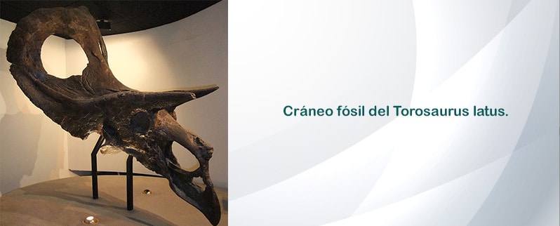 Torosaurus Cráneo