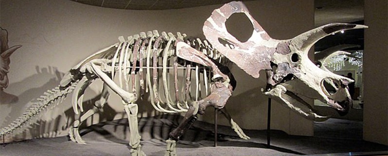 Torosaurus Esqueleto
