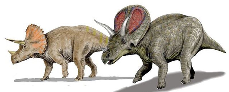 Torosaurus Triceratops