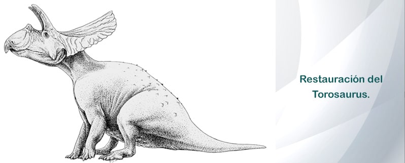 Torosaurus