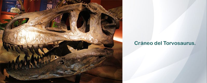 Torvosaurus Cráneo