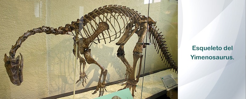 Yimenosaurus Esqueleto