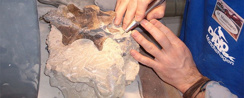 Yimenosaurus Huesos