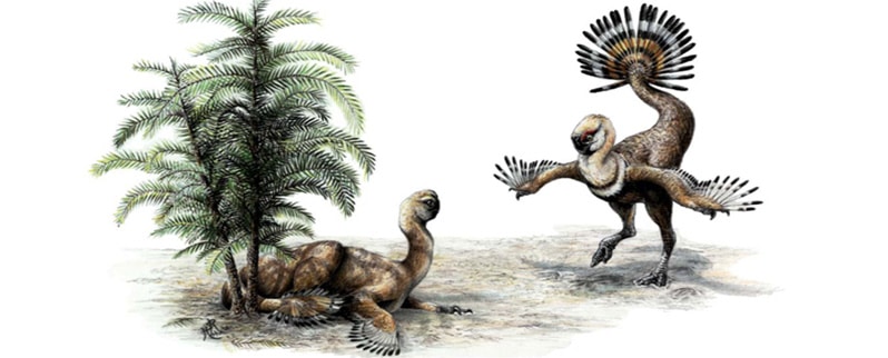 Ajancingenia