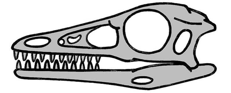 Archaeopteryx Cráneo
