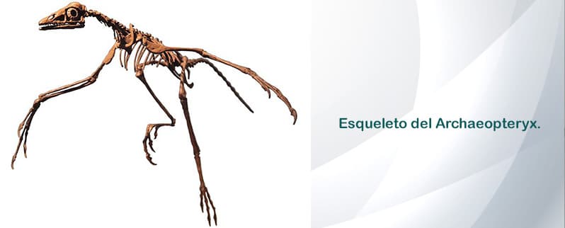 Archaeopteryx Esqueleto