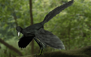 Archaeopteryx