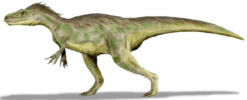Diplotomodon