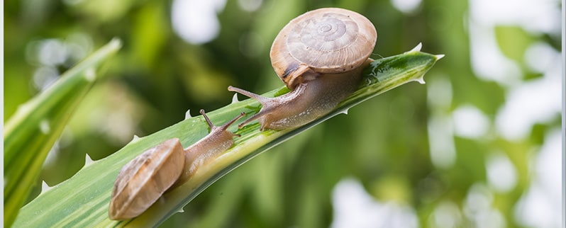 Las curiosidades del mundo de los caracoles
