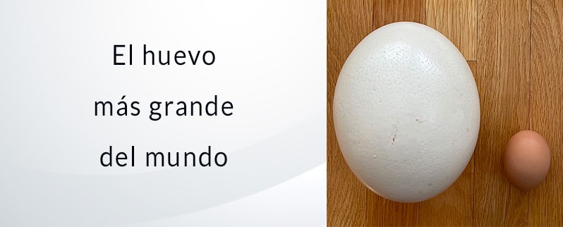 Las curiosidades del mundo el huevo de avestruz