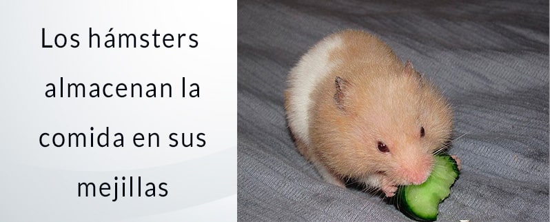 Las curiosidades del mundo las mejillas de los hámster