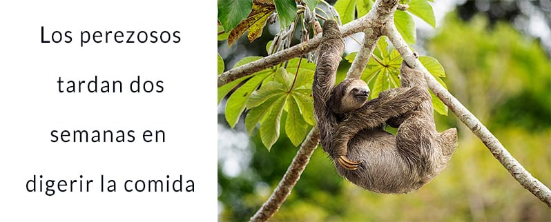 Las curiosidades del mundo de los perezosos