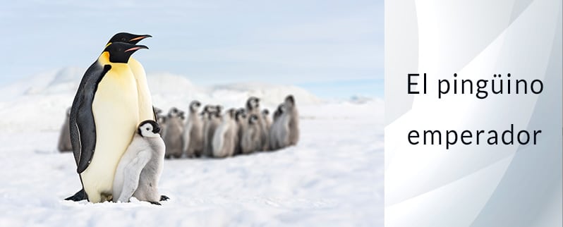 Las curiosidades del mundo del Pingüino Emperador