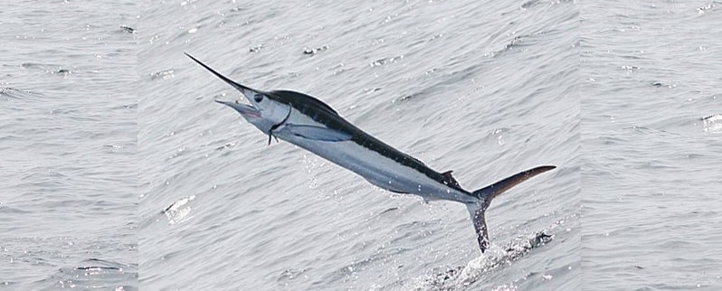 Animal Rápido Marino Marlín