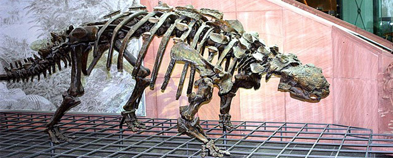 Euplocephalosaurus Esqueleto