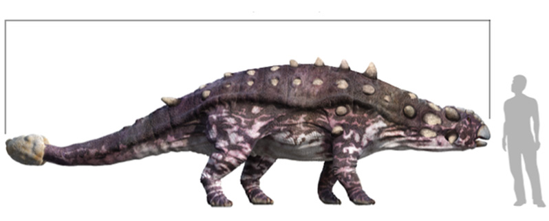 Euplocephalosaurus Tamaño
