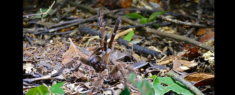 Cómo es la araña más grande del mundo