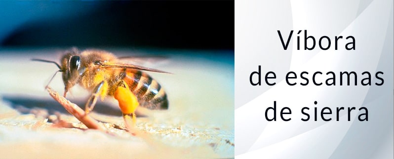 El animal más peligroso del mundo: Abejas asesinas