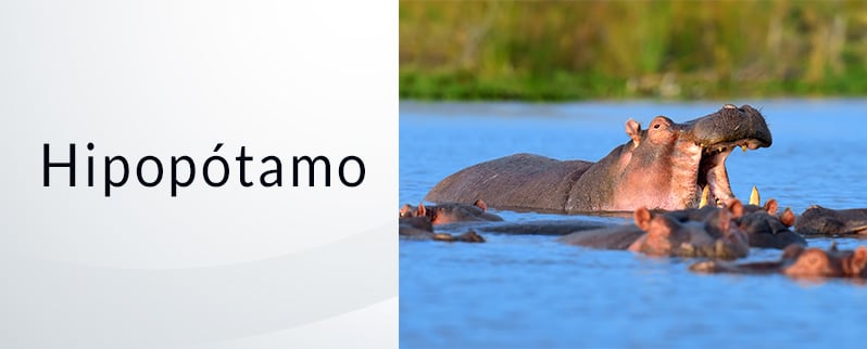 El animal más peligroso del mundo: Hipopótamo