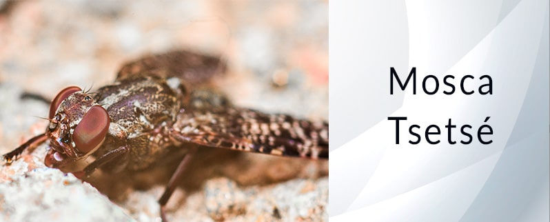 El animal más peligroso del mundo: Mosca Tsetsé