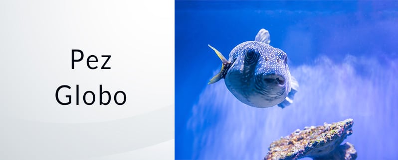 El animal más peligroso del mundo: Pez Globo