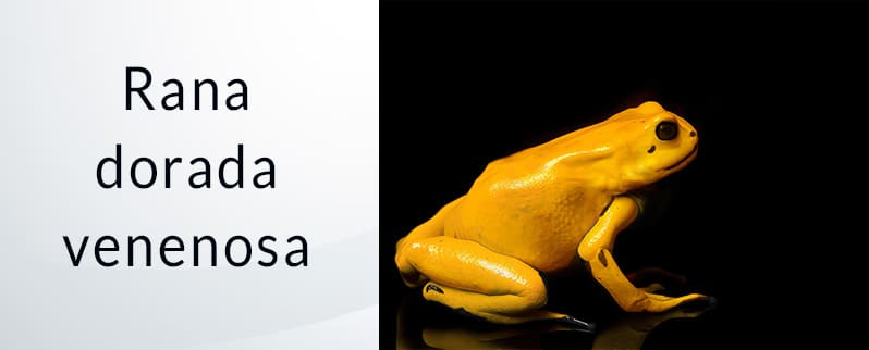 El animal más peligroso del mundo: Rana dorada venenosa