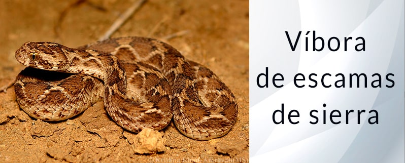 El animal más peligroso del mundo: Víbora de escamas de sierra
