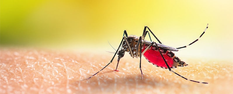 El animal más peligroso del mundo: Mosquito