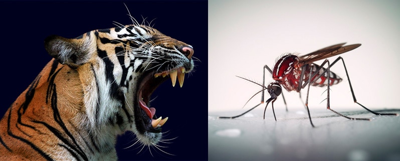 El animal más peligroso del mundo: Portada de tigre y mosquito