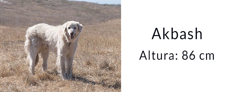 El perro más grande del mundo: Akbash
